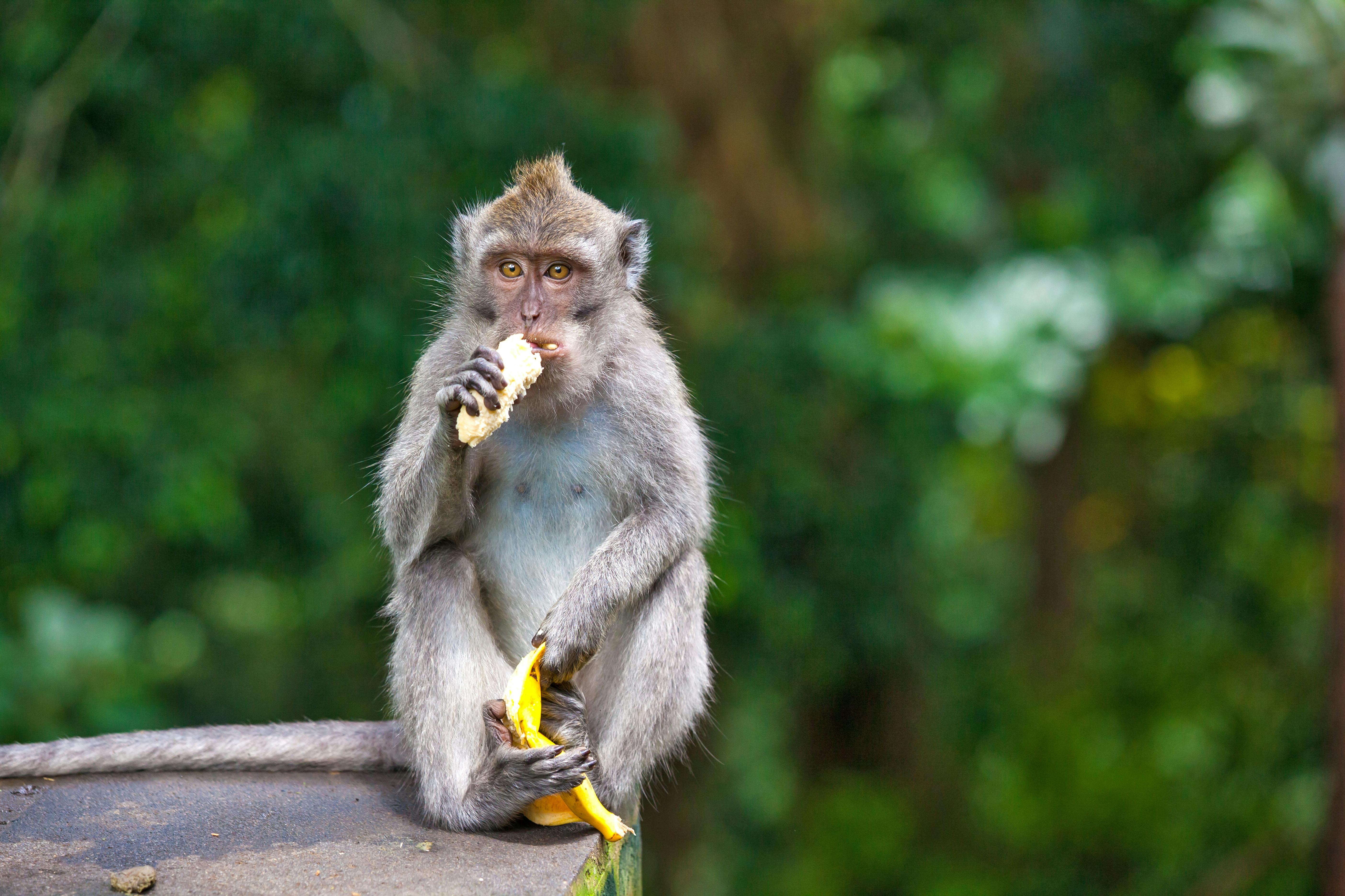 Cute monkeys lives in Ubud Monkey Forest, Bali, Indonesia.