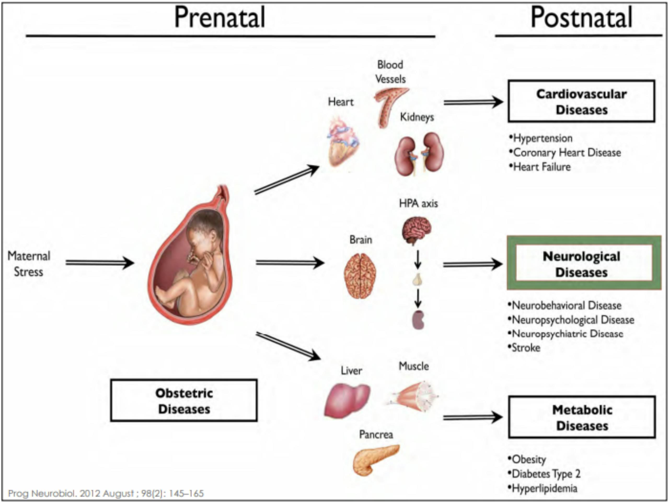 Prenatal Postnatal